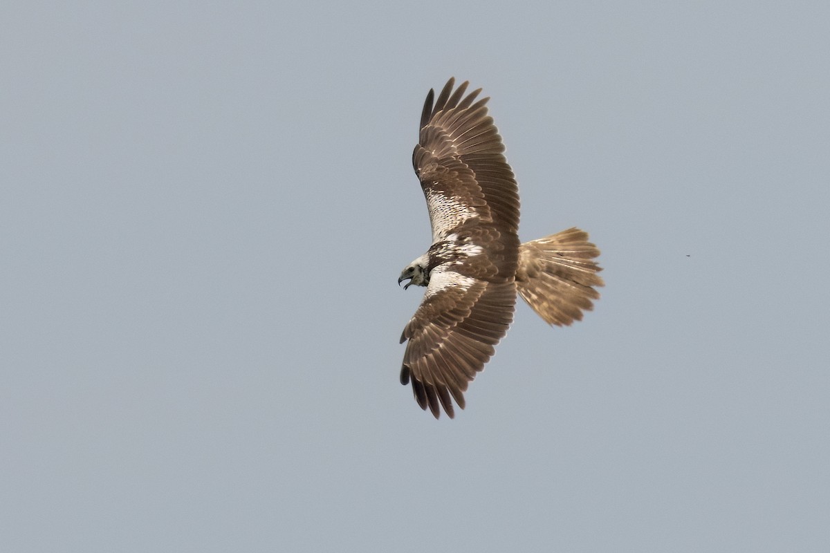 Eastern Marsh Harrier - ML646450140