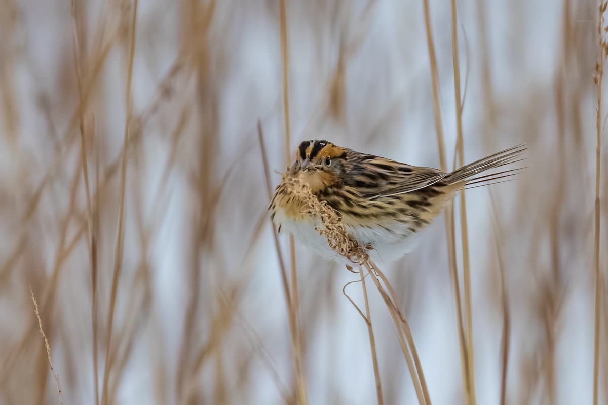 LeConte's Sparrow - ML646450144