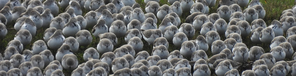 Western Sandpiper - ML646450146