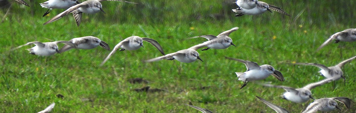 Western Sandpiper - ML646450147