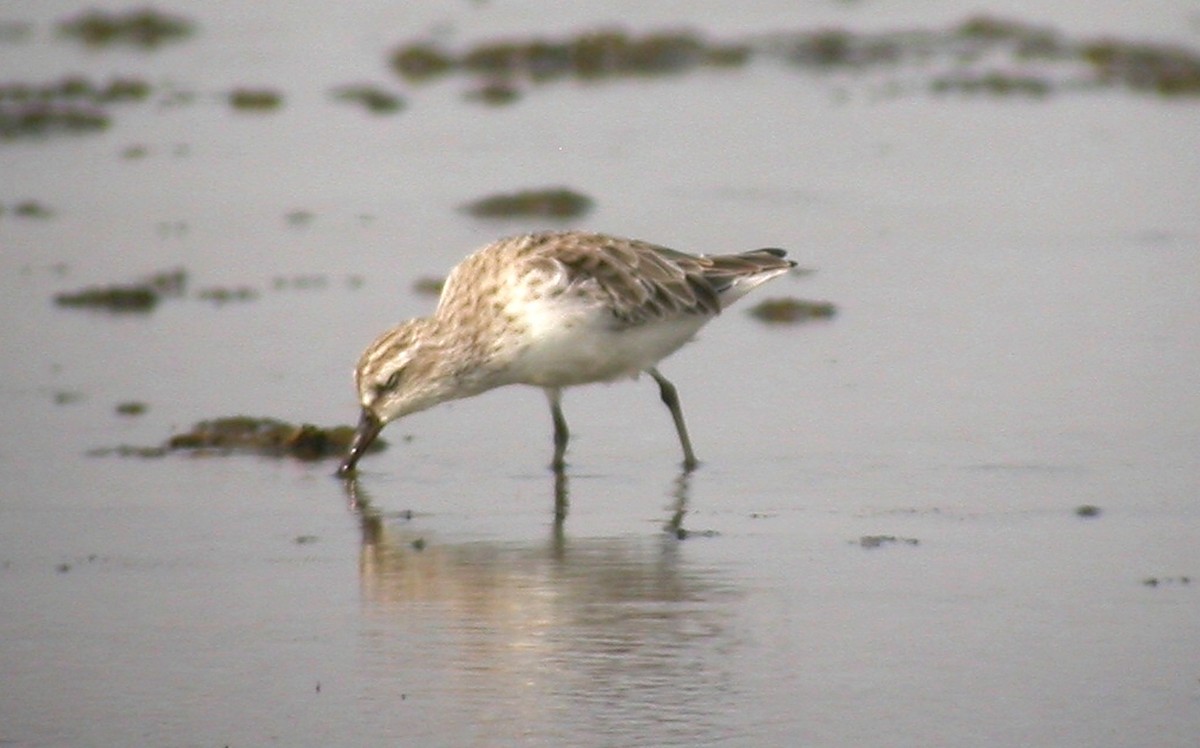 חרמשית - ML646450148