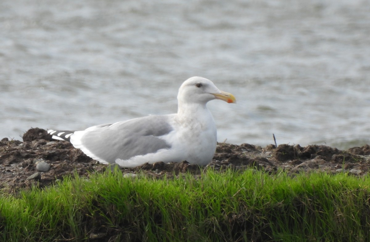 Western x Glaucous-winged Gull (hybrid) - ML646450153