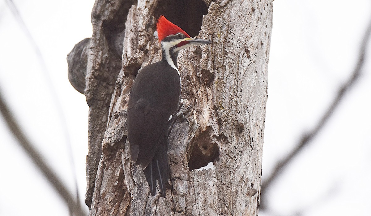 Pileated Woodpecker - ML646450154