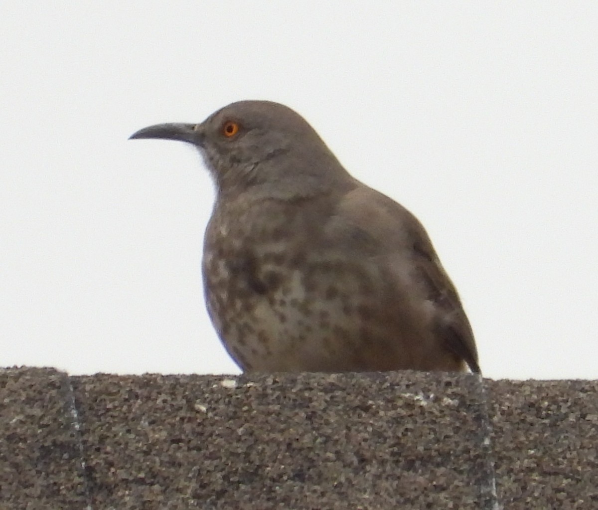 Curve-billed Thrasher - ML646450155