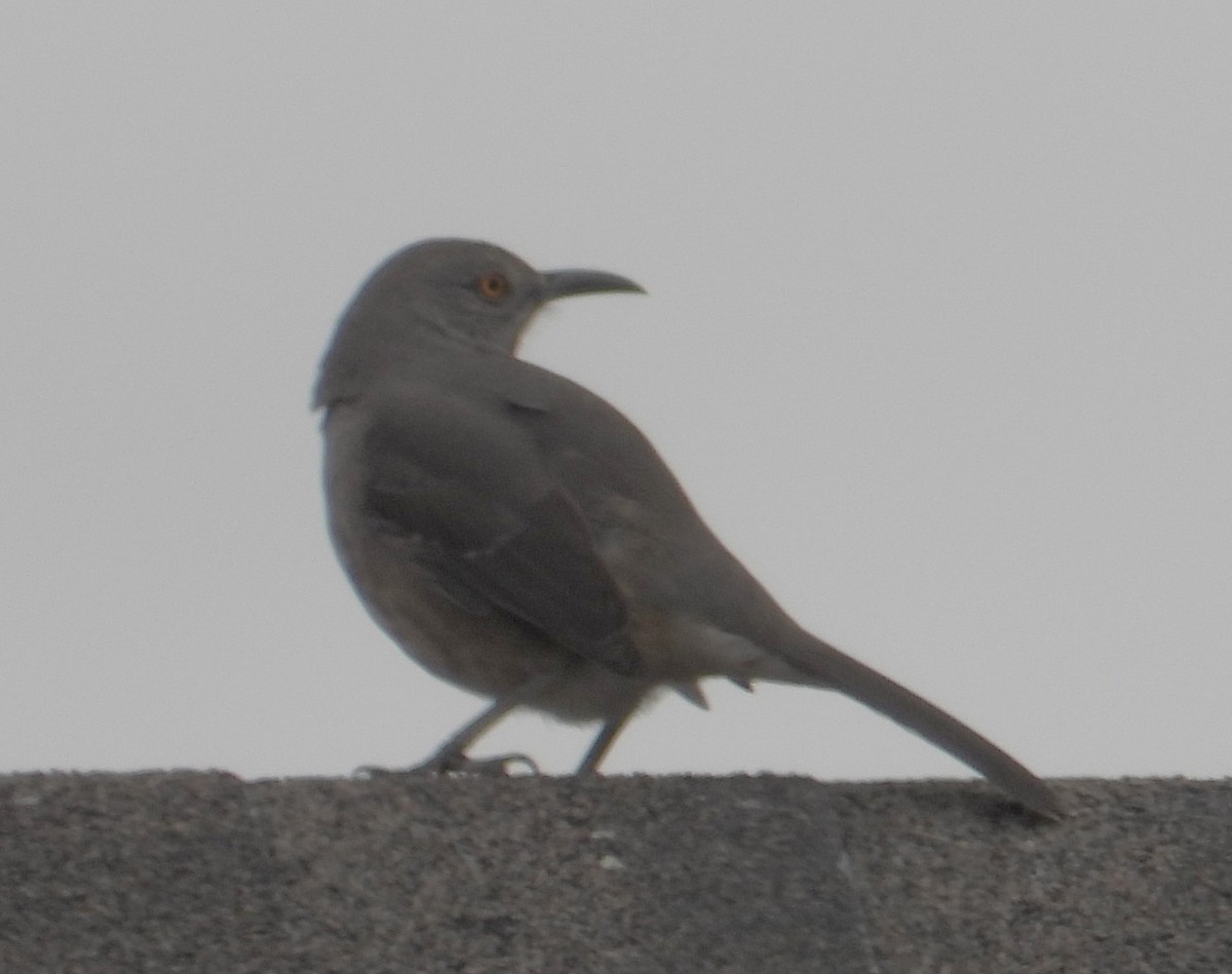 Curve-billed Thrasher - ML646450156