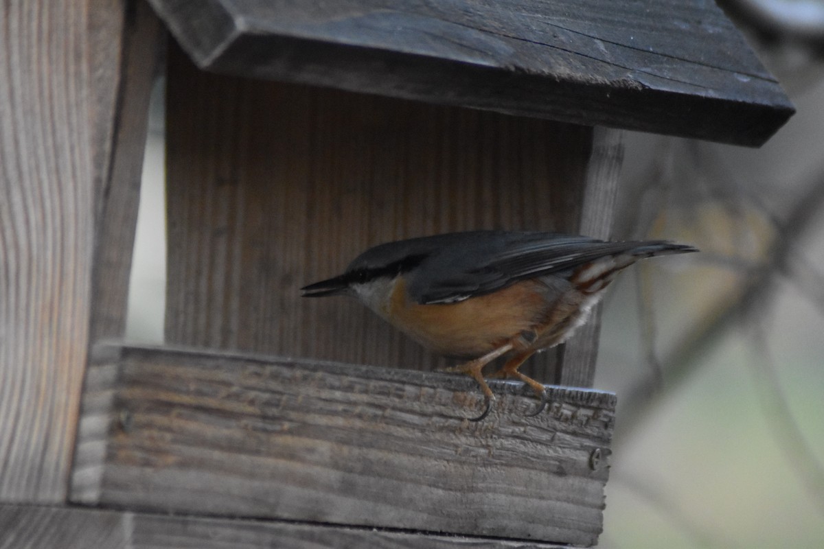 Повзик звичайний - ML646450157