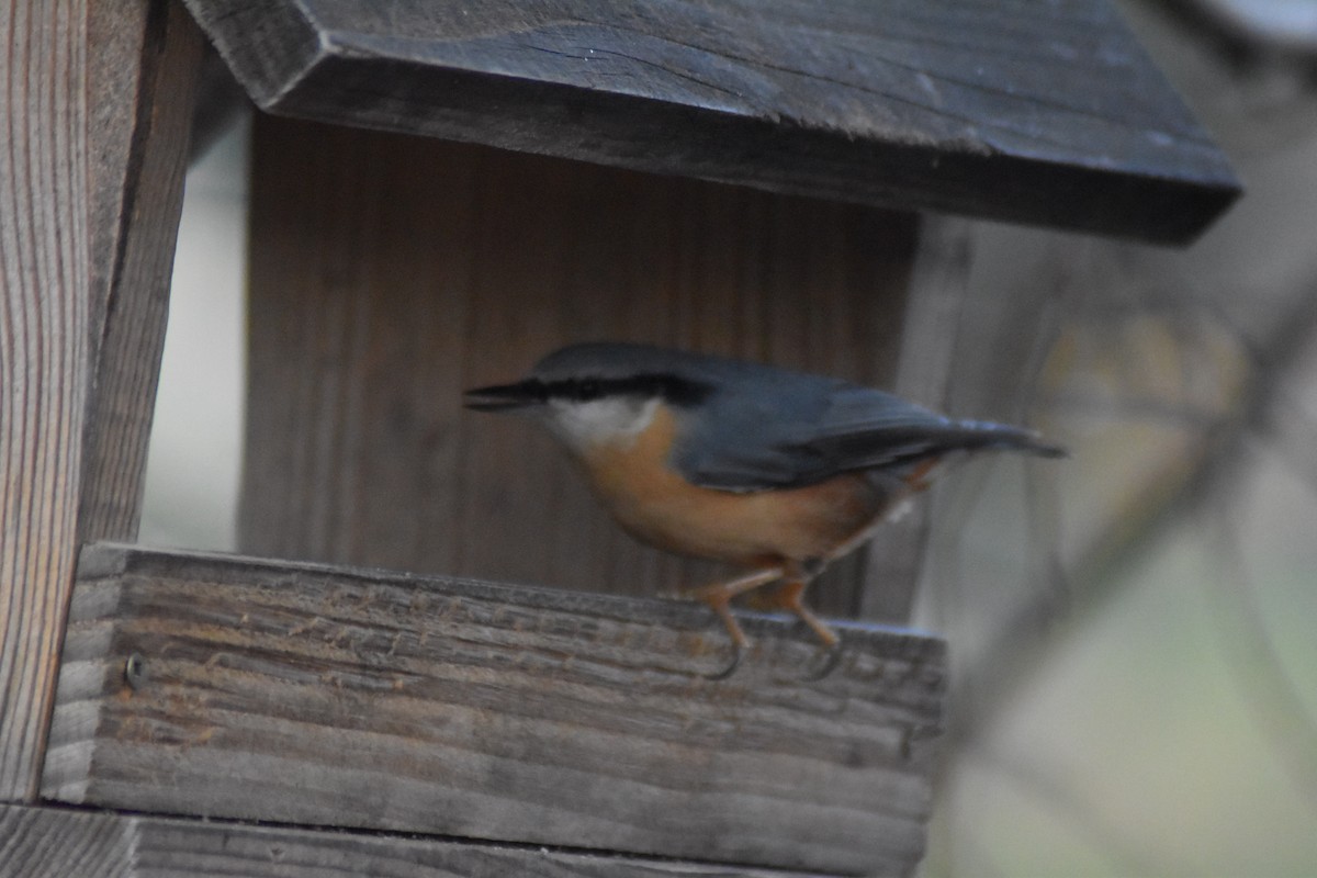 Eurasian Nuthatch - ML646450158