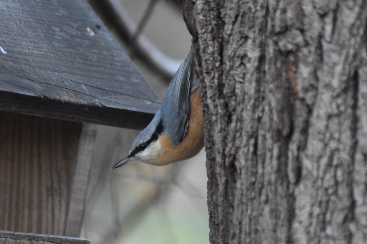 Eurasian Nuthatch - ML646450159