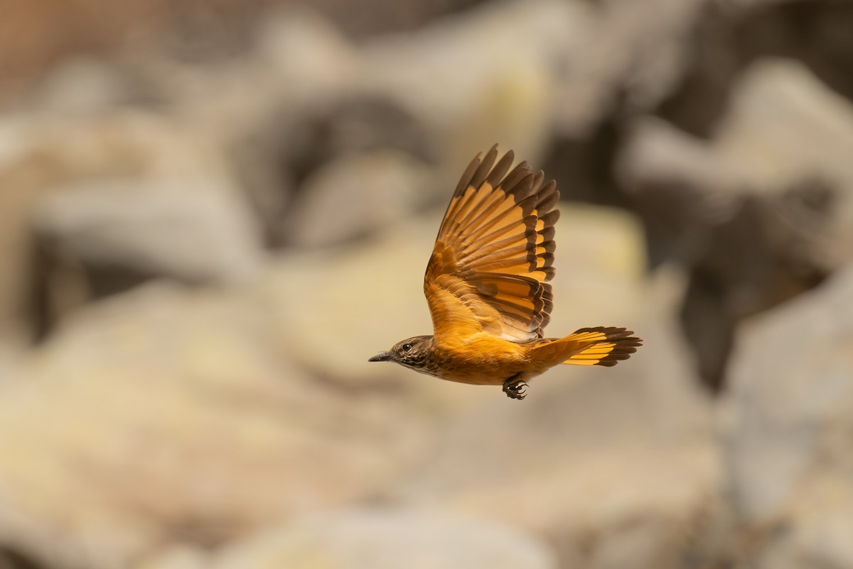 Кіптявник смугастогорлий - ML646450160