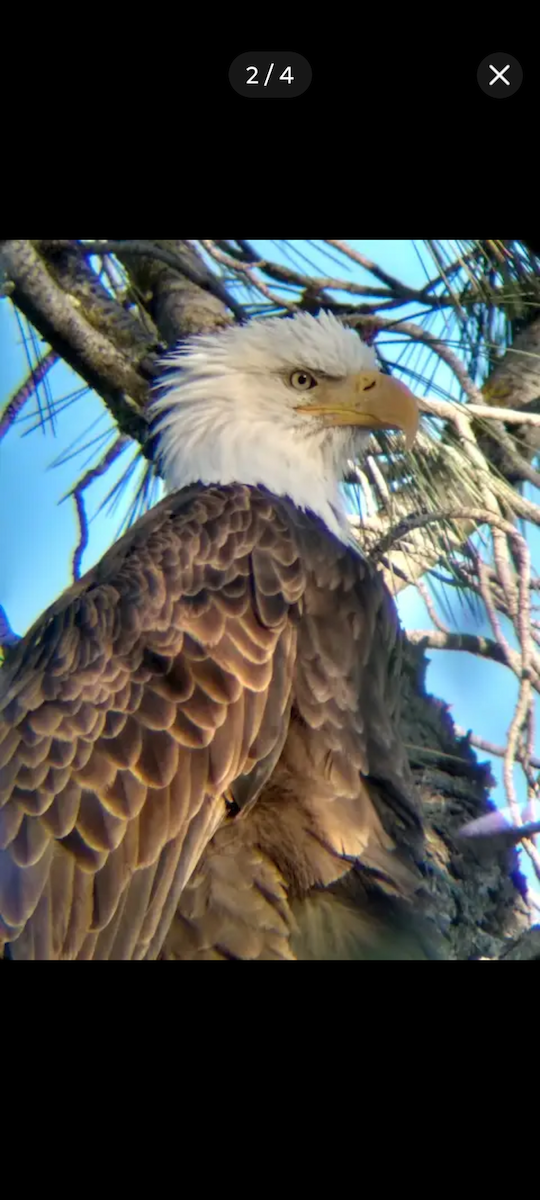 Pygargue à tête blanche - ML646450161