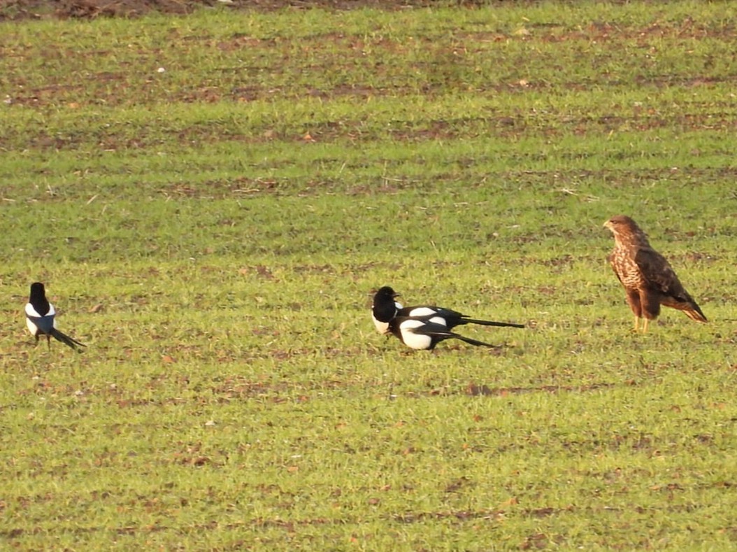 歐亞鵟 - ML646450162