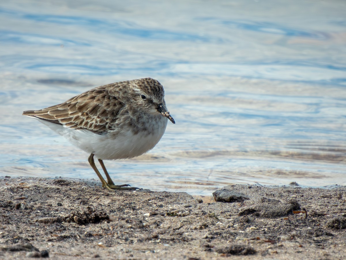 Least Sandpiper - ML646450164