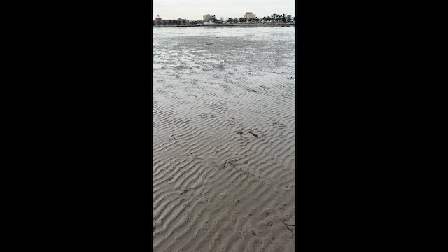 Karabaş Martı - ML646450165