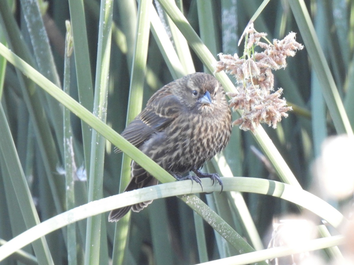 ハゴロモガラス - ML646450166