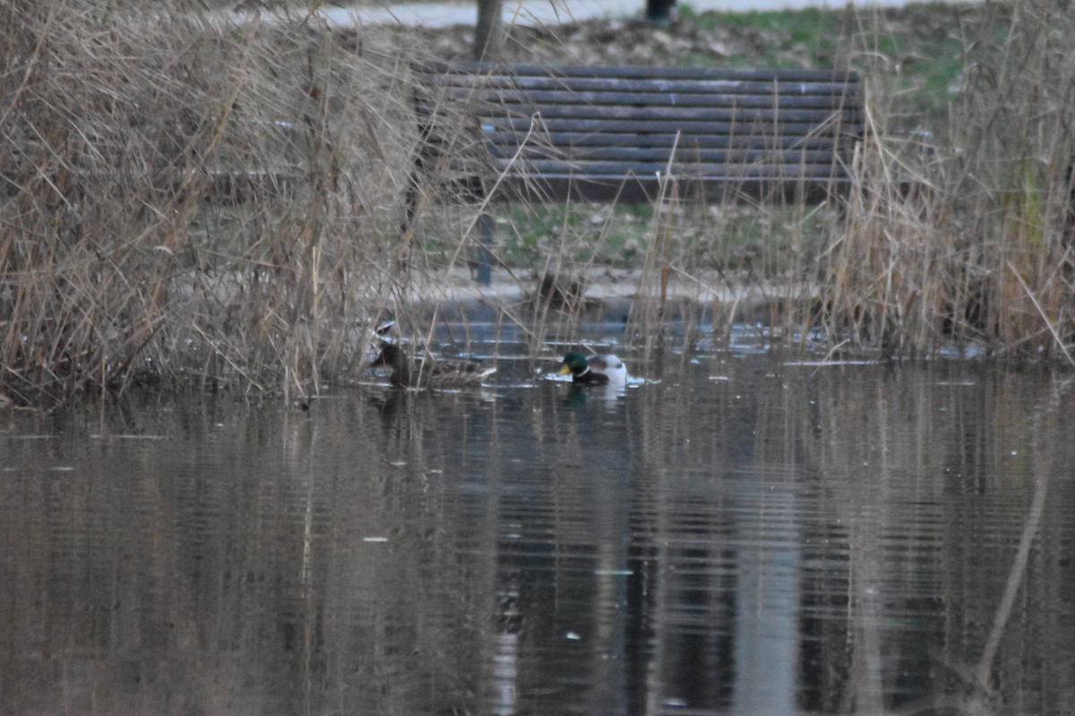 Mallard - ML646450170