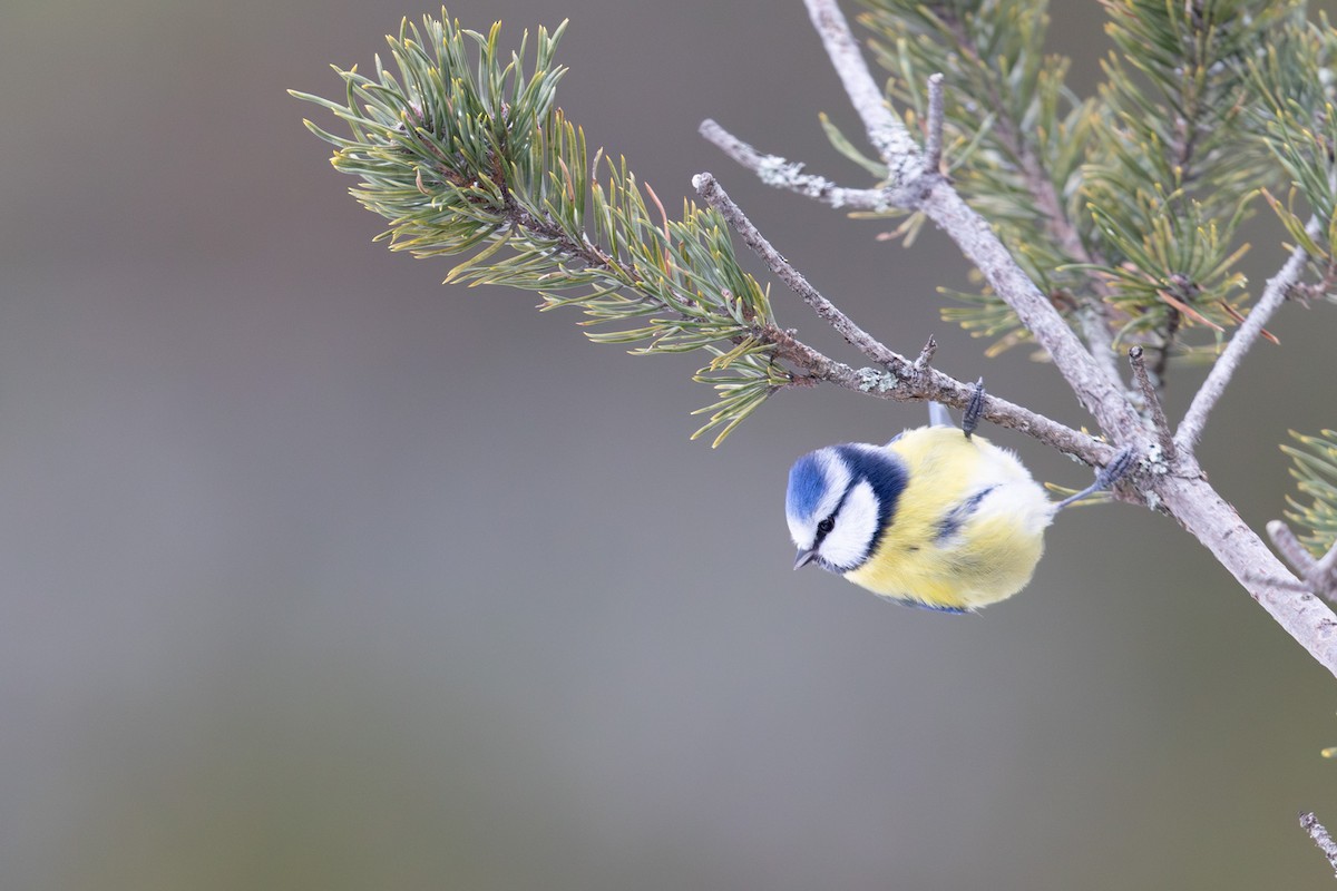 Herrerillo Común - ML646450171
