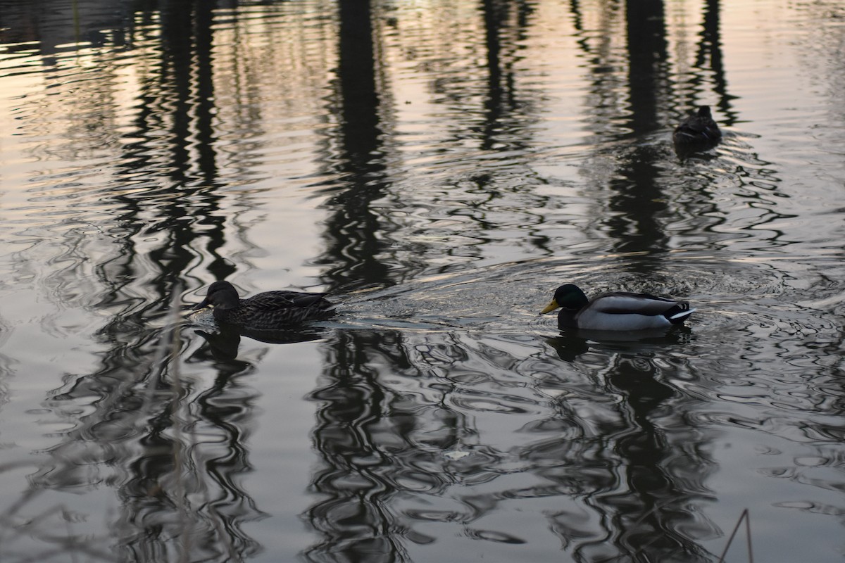 Mallard - ML646450174