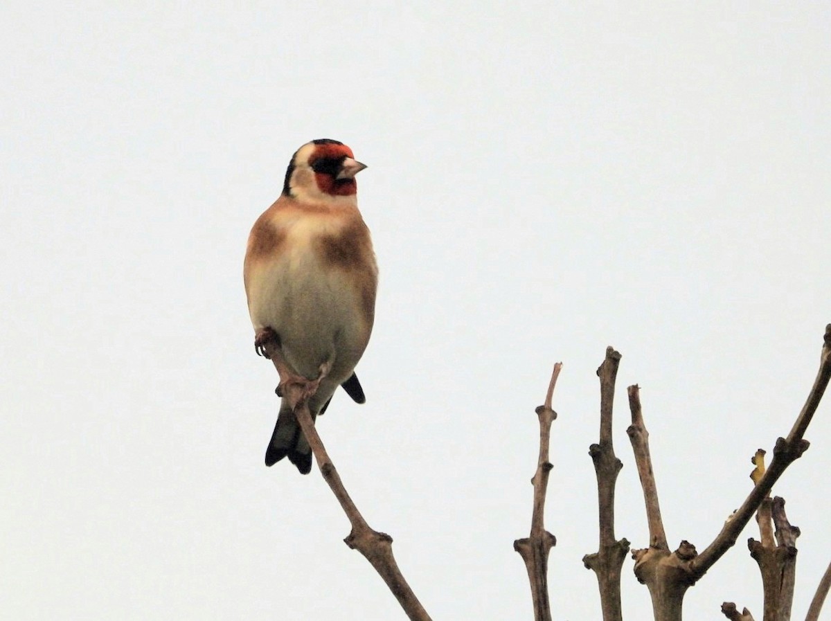 European Goldfinch - ML646450179