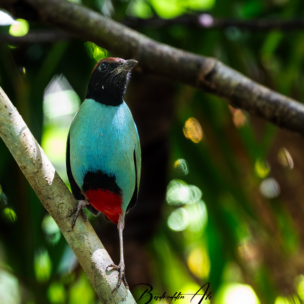 Nicobar Hooded Pitta - ML646450180