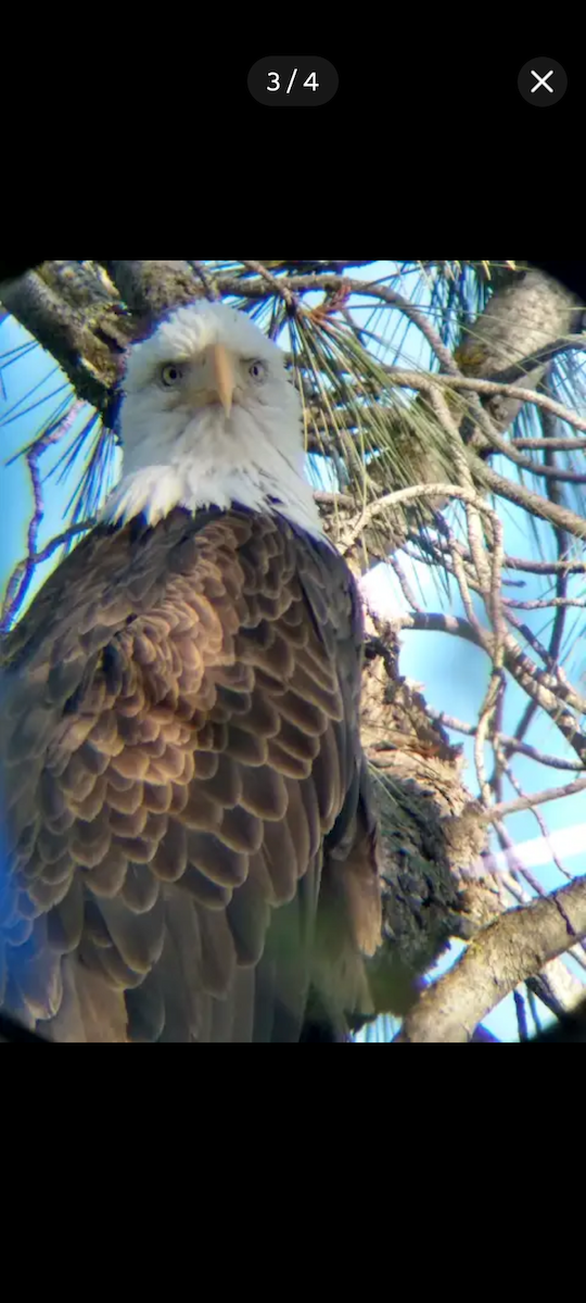 Pygargue à tête blanche - ML646450181