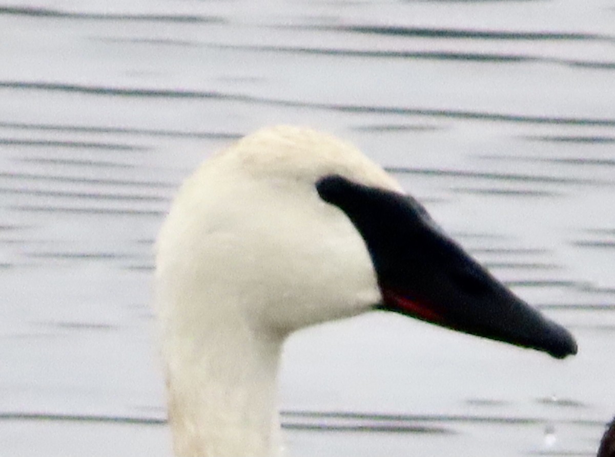 Trumpeter Swan - ML646450182