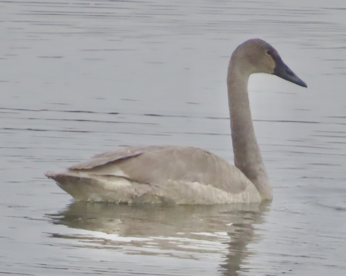 Trumpeter Swan - ML646450183