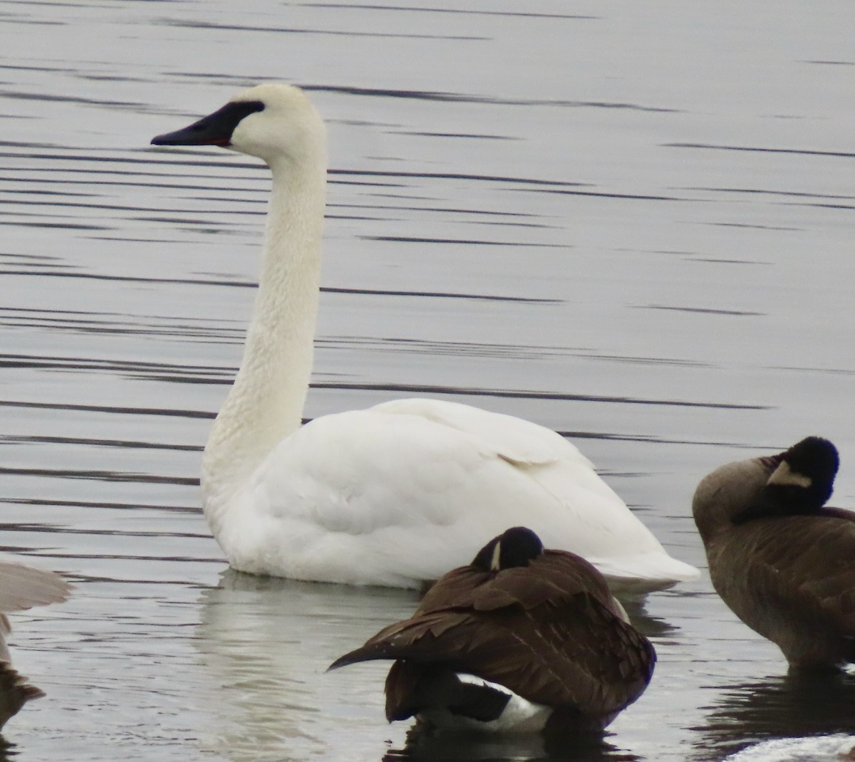 Trumpeter Swan - ML646450184