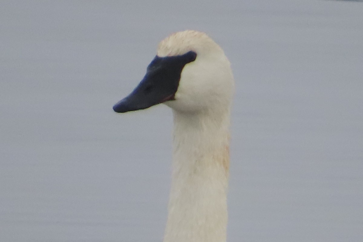 Trumpeter Swan - ML646450185