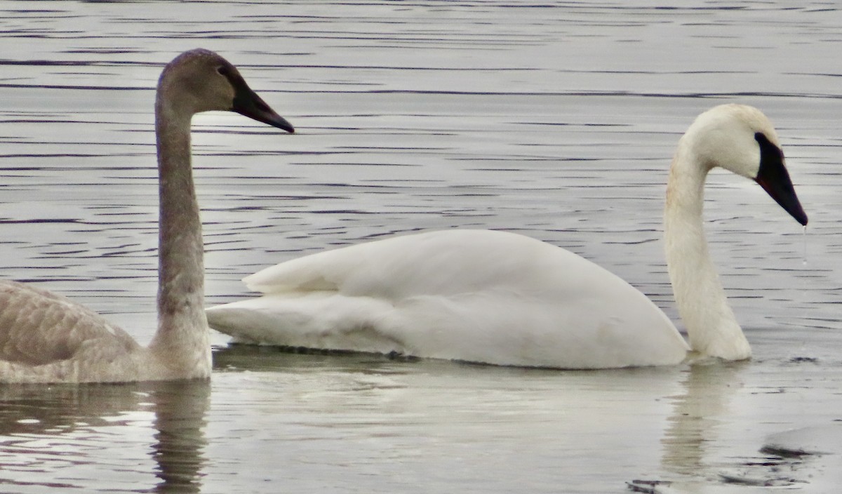 Trumpeter Swan - ML646450186