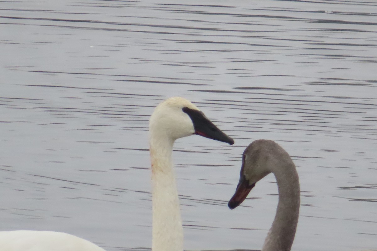 Trumpeter Swan - ML646450187