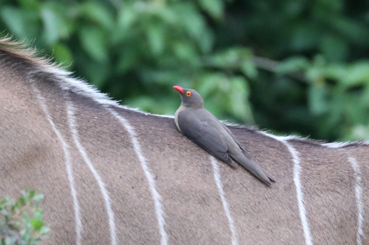 rødnebboksehakker - ML646450188