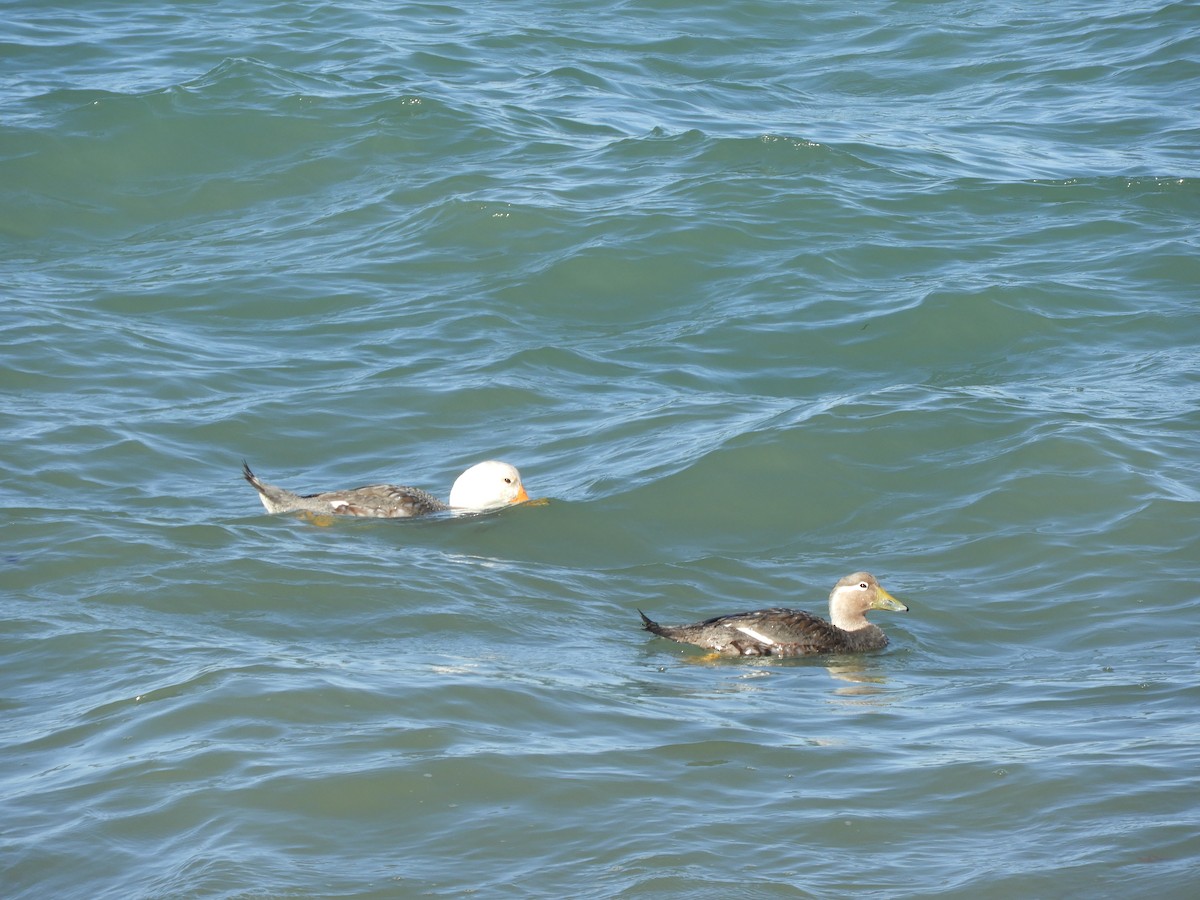 White-headed Steamer-Duck - ML646450191