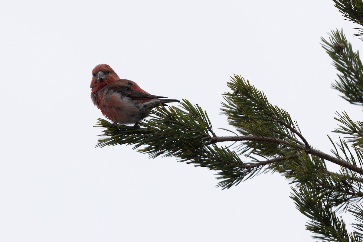 Parrot Crossbill - ML646450196