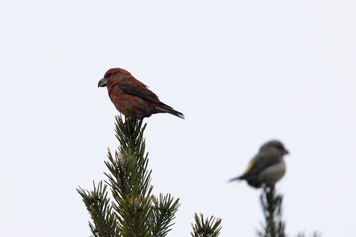 Parrot Crossbill - ML646450197
