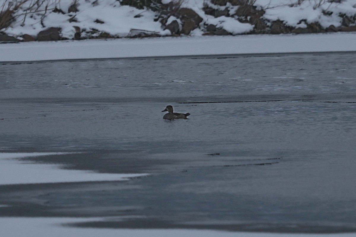 Ring-necked Duck - ML646450200