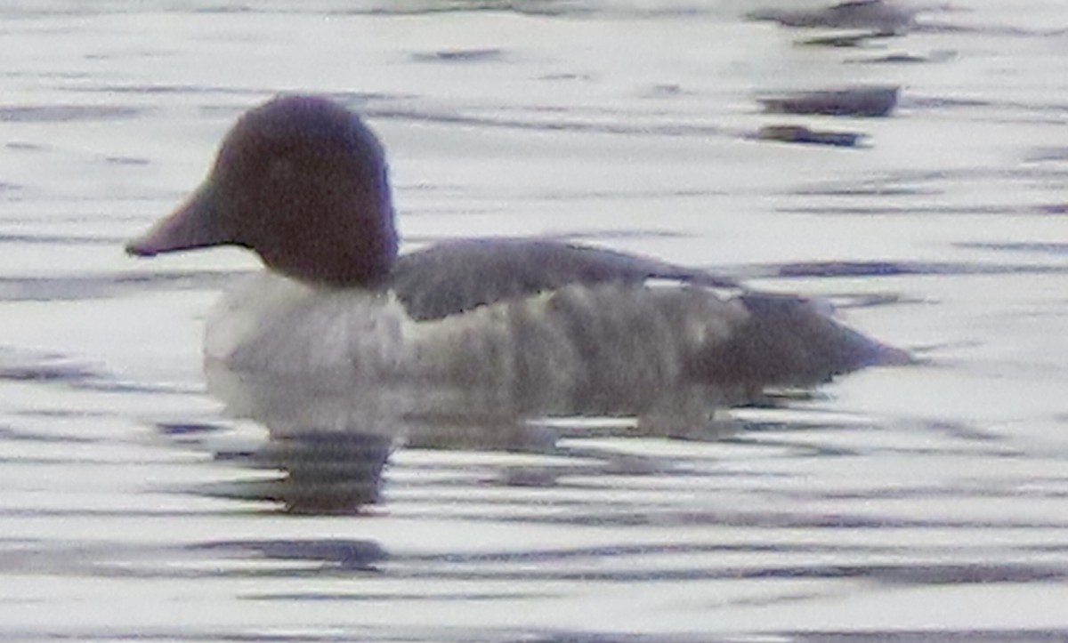 Common Goldeneye - ML646450203