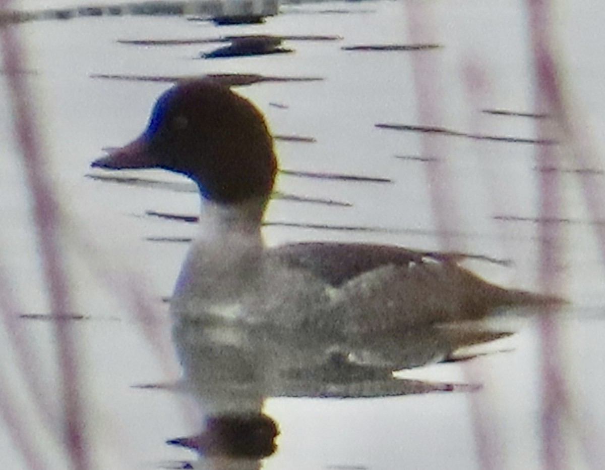 Common Goldeneye - ML646450204