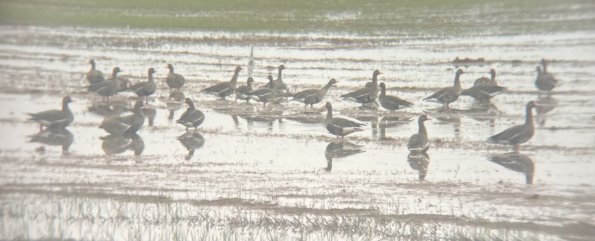 白額雁 - ML646450208