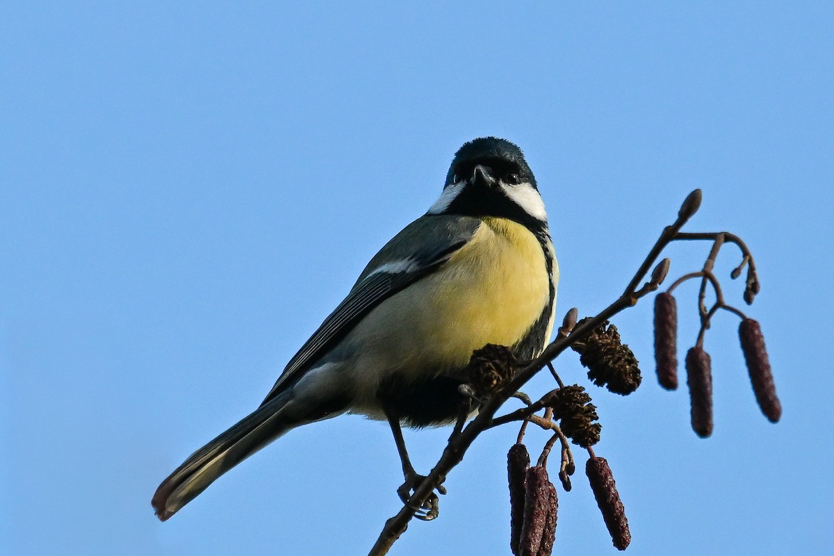 Great Tit - ML646450213