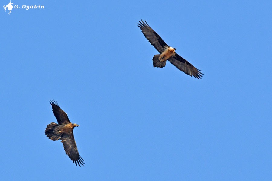 Bearded Vulture - ML646450214