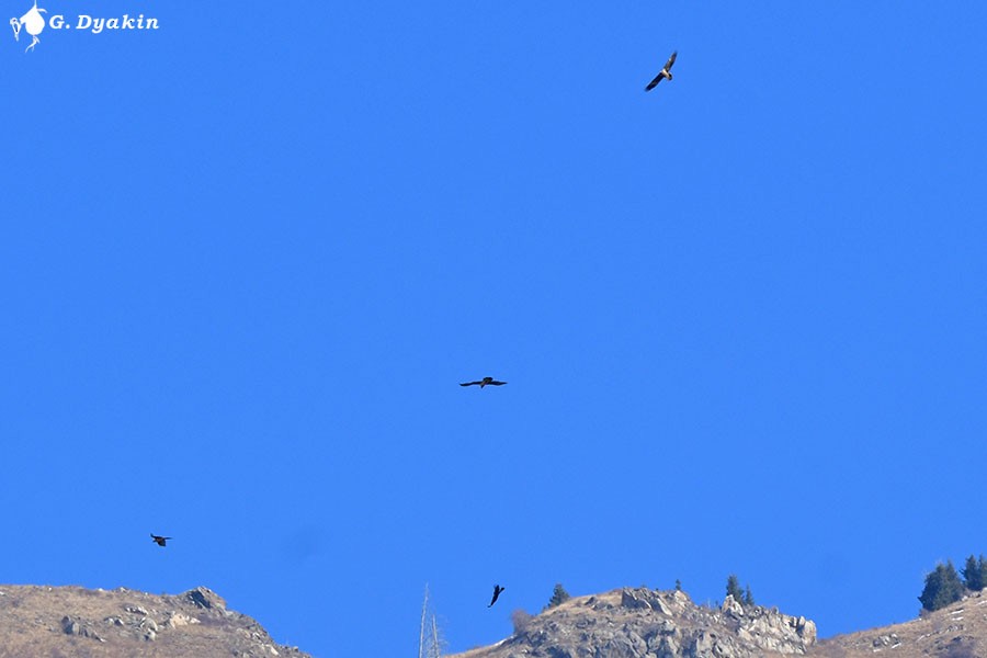 Bearded Vulture - ML646450215