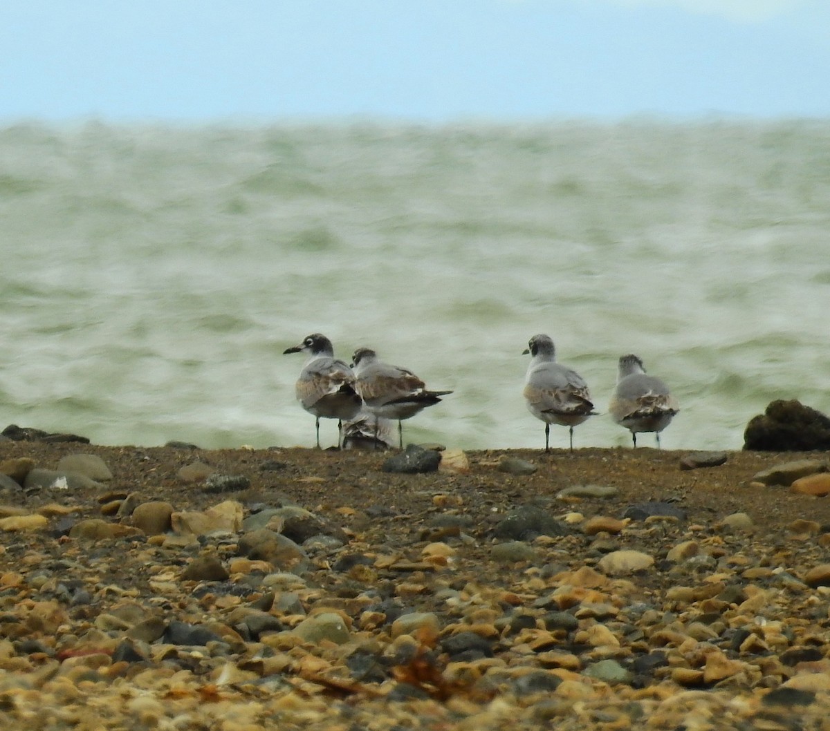 Gaviota Pipizcan - ML646450218