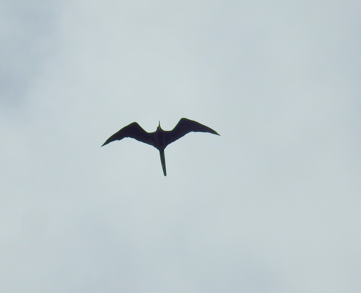 Magnificent Frigatebird - ML646450219