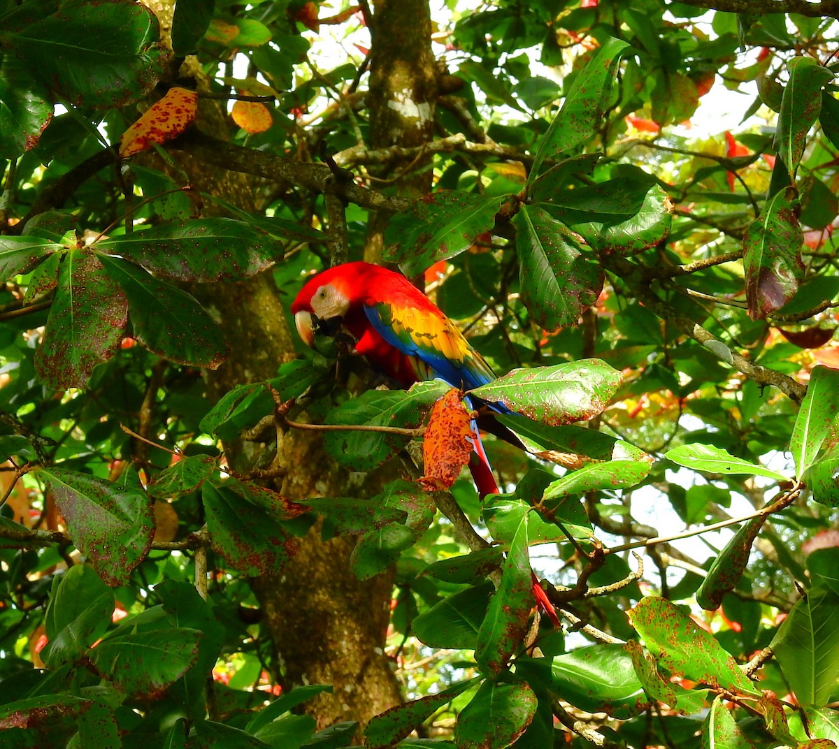 Scarlet Macaw - ML646450220