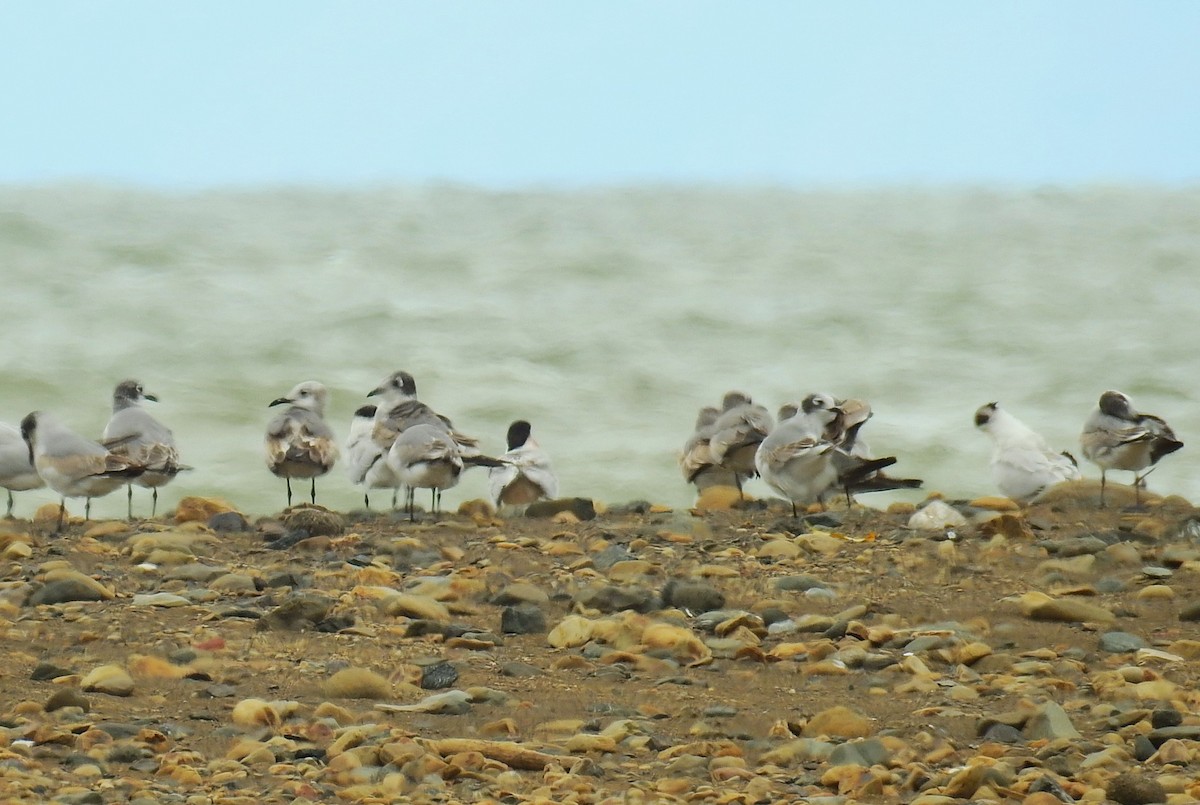 Gaviota Pipizcan - ML646450221