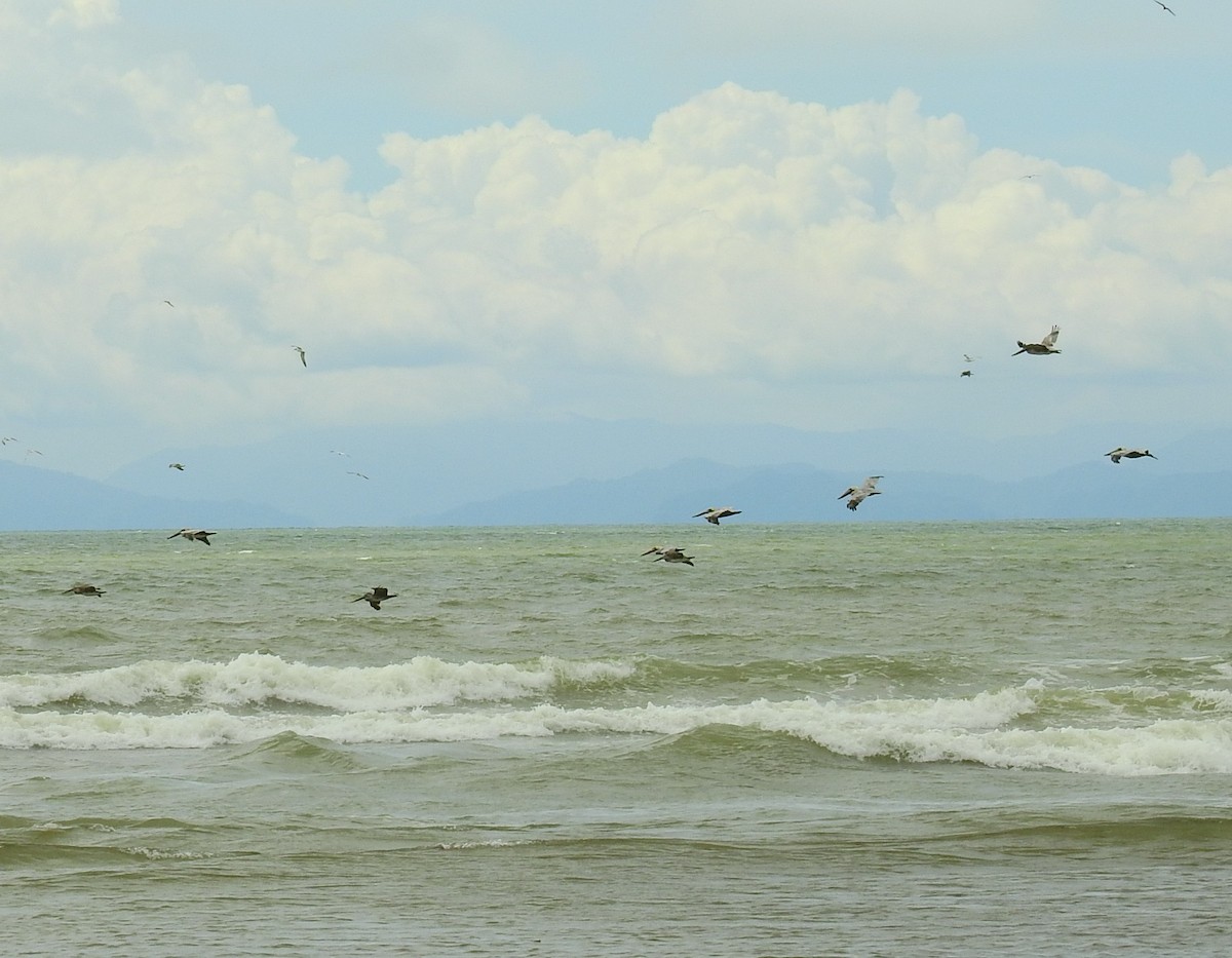 Brown Pelican - ML646450222