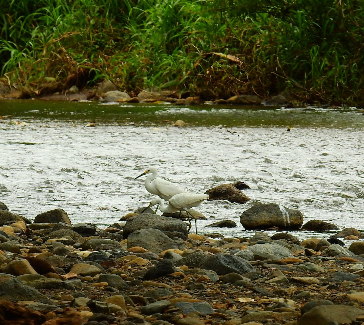 Snowy Egret - ML646450223
