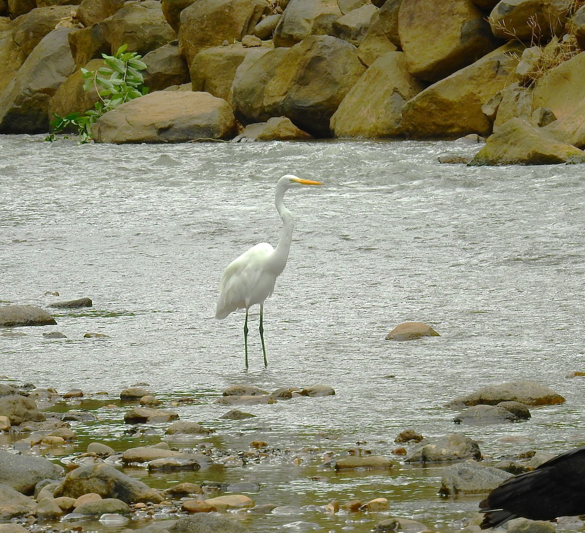 Airone bianco maggiore - ML646450224