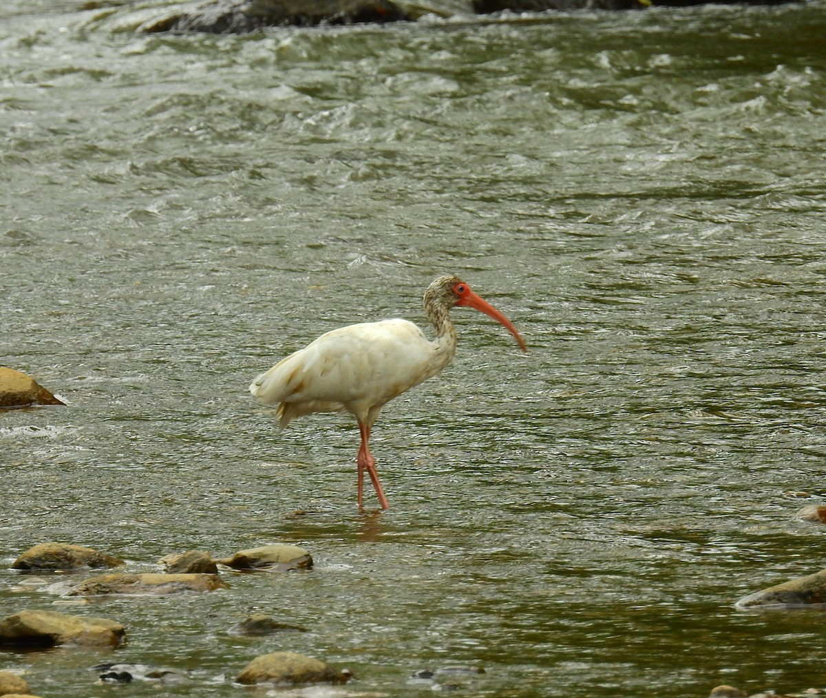 Ak Aynak - ML646450225