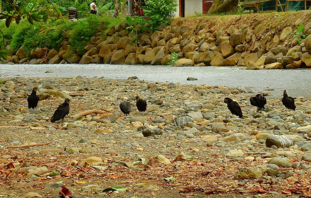 Black Vulture - ML646450226